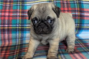 Tiki - Pug for sale