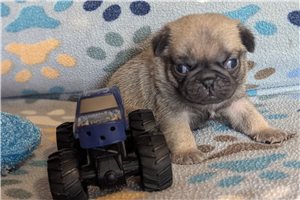 Hulk - Pug for sale