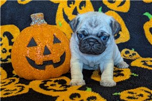 Maxx, a Pug puppy