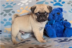 Paris - Pug for sale