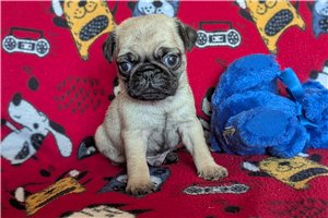 Owen - Pug for sale