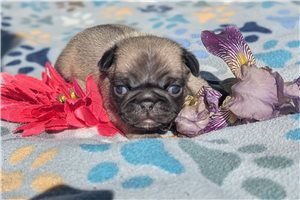 Peyton - Pug for sale