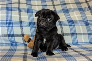 Qwigley - Pug for sale