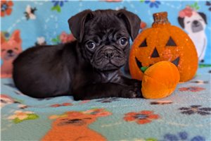 Grayson - puppy for sale
