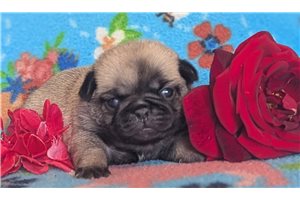 Paige - Pug for sale