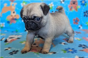 Simu - Pug for sale