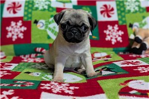 Iris - Pug for sale