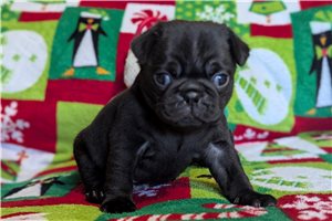 Hickory - Pug for sale