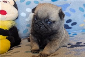 Mateo - Pug for sale