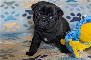 Qwigley - Pug for sale