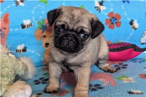 Miley - Pug for sale