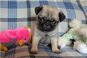 Pansy - Pug for sale