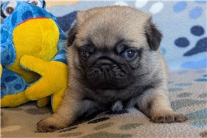 Matches - puppy for sale