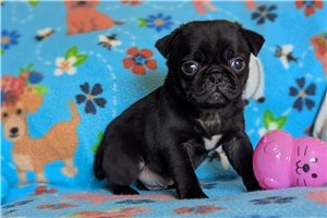 Orion - puppy for sale