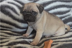 Simu - Pug for sale