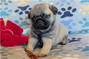 Matches - Pug for sale