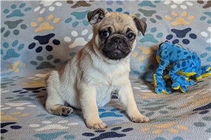 Leon - Pug for sale