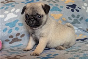 Paige - Pug for sale