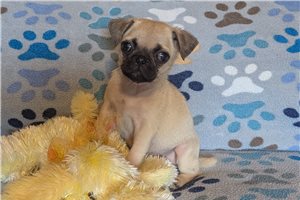 Zane - Pug for sale