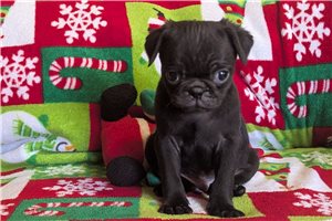 Hamlet - Pug for sale