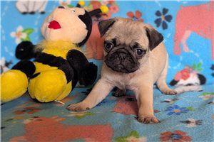 Olson - Pug for sale