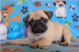 Odie - puppy for sale