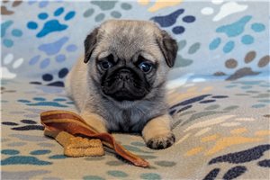 Blane - Pug for sale