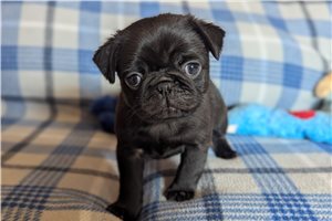 Parker - Pug for sale