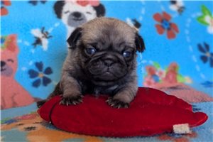 Pansy - Pug for sale