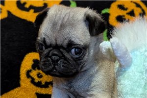 Polly - Pug for sale