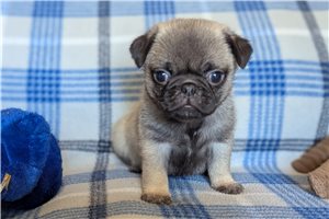 Peter - Pug for sale