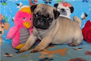 Sedona - Pug for sale
