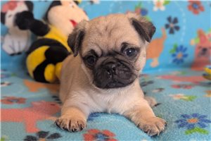 Leon - Pug for sale