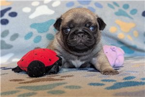 Quilla - Pug for sale