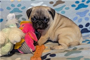 Sedona - Pug for sale