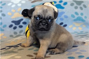 Vaughn - Pug for sale