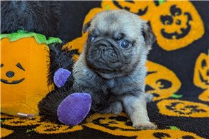 Potter, a Pug puppy