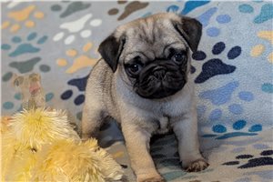 Archer - Pug for sale