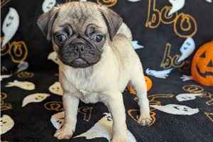 Patty - puppy for sale