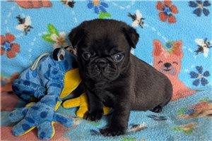 Doc - Pug for sale
