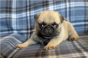 Keen - Pug for sale