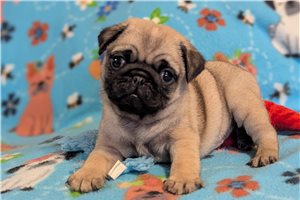 Lawrence - Pug for sale