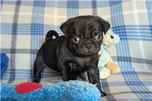 Phoenix - Pug for sale