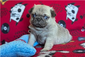 Herbie - Pug for sale