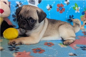 Vaughn - Pug for sale