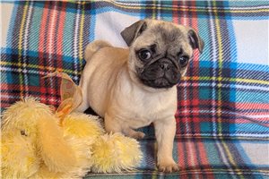 Gracie - Pug for sale
