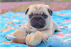 Nautilus - Pug for sale