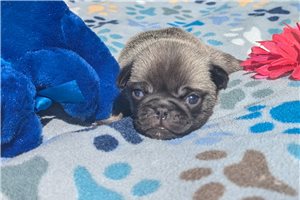 Peter - Pug for sale