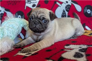 Hilary - puppy for sale