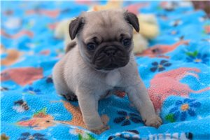 Nathan - Pug for sale
